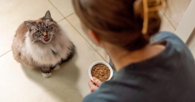 Nutrição terapêutica possibilita mudanças no cuidado com animais