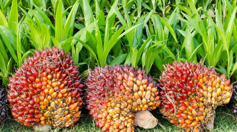 Pará começa a rastrear a produção de dendê