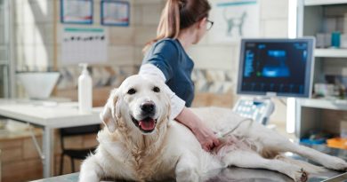 ONC Care da Hill's traz nutrição de apoio para pets em tratamento oncológico