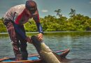 Rastreabilidade do pirarucu impulsiona comercialização gerando renda para comunidades da Amazônia