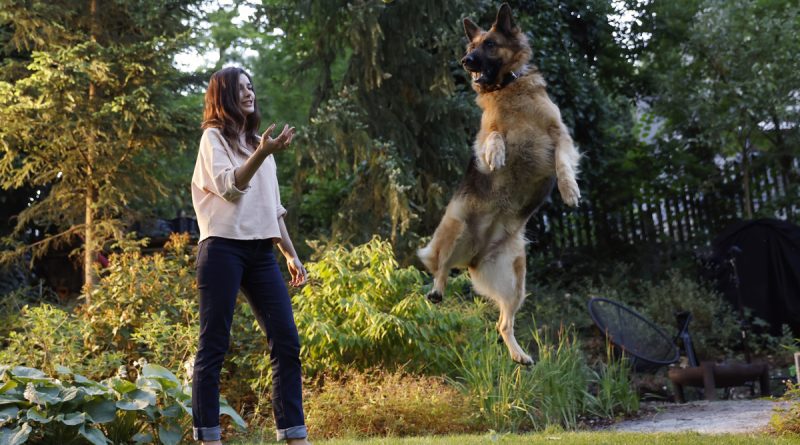 Metabolic + Mobility da Hills Pet foca na perda de peso e na mobilidade dos cães