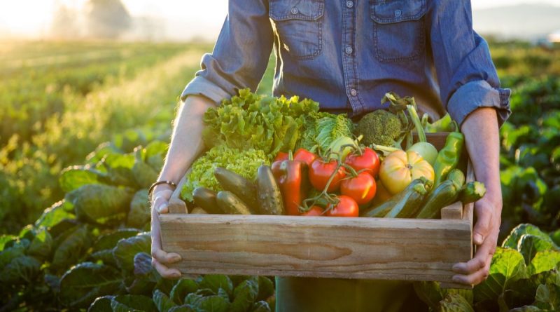 Dia do agricultor é um reconhecimento aos que produzem alimentos para o mundo