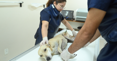 Instituição de ensino em Manaus oferece atendimento aos pets