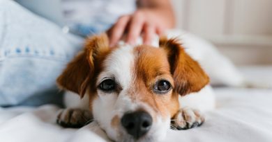 Influenza canina: cães também podem ficar gripados