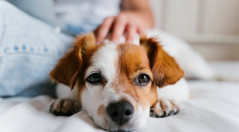 Influenza canina: cães também podem ficar gripados