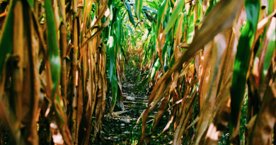 Indústria química contribui para a agricultura sustentável