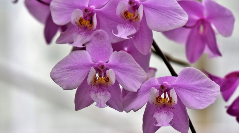 Cultivo de orquídeas em escritórios traz benefícios para a saúde