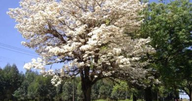 Dia da Árvore visa conscientizar sobre a importância da preservação ambiental