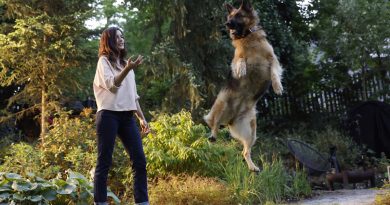 Obesidade compromete as articulações dos cães