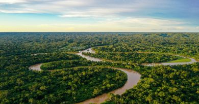 Cultivo da palma recupera áreas degradadas da Amazônia