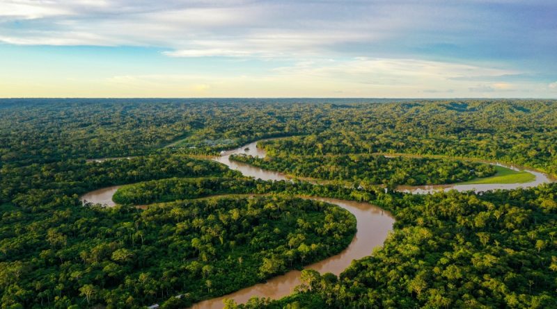 Cultivo da palma recupera áreas degradadas da Amazônia