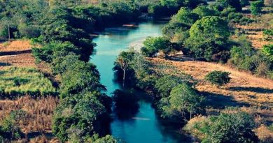 Dia do Cerrado é comemorado em 11 de setembro