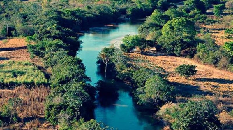 Dia do Cerrado é comemorado em 11 de setembro