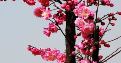 Primavera é a estação do ano marcada pelo florescimento das plantas