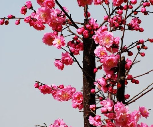 Primavera é a estação do ano marcada pelo florescimento das plantas