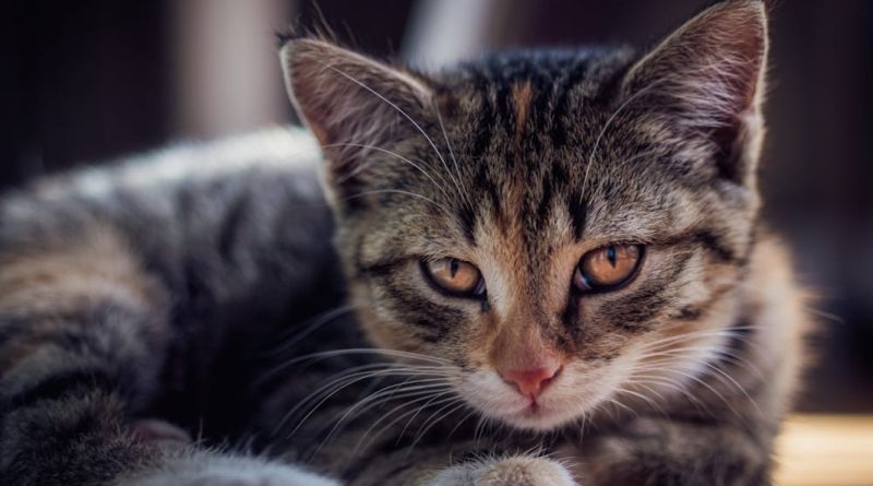 Outubro rosa pet alerta sobre a importância do diagnóstico precoce