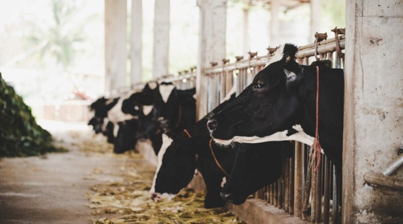 Escovas especiais oferecem higiene e eficiência à agropecuária