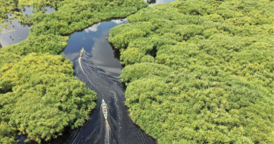 Belterra, na Amazônia, quer ser a "Machu Picchu brasileira"