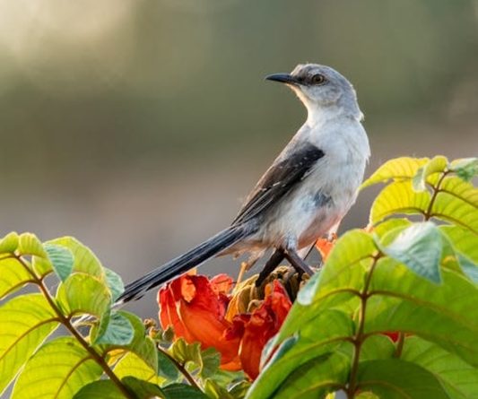 No dia 5 de outubro é comemorado o Dia da Ave