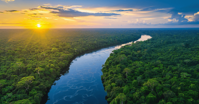 Amazônia é foco de conferência internacional em novembro