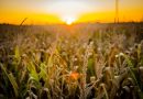 Evento reunirá nomes do marketing no agro nacional