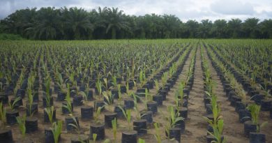 Grupo BBF contribui com agricultura sustentável na Amazônia