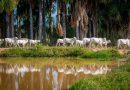 Parintins Agropecuária estará presente na Expoferr