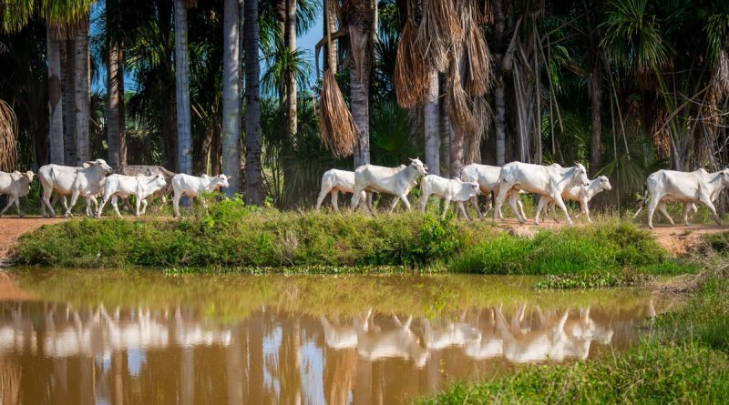 Parintins Agropecuária estará presente na Expoferr